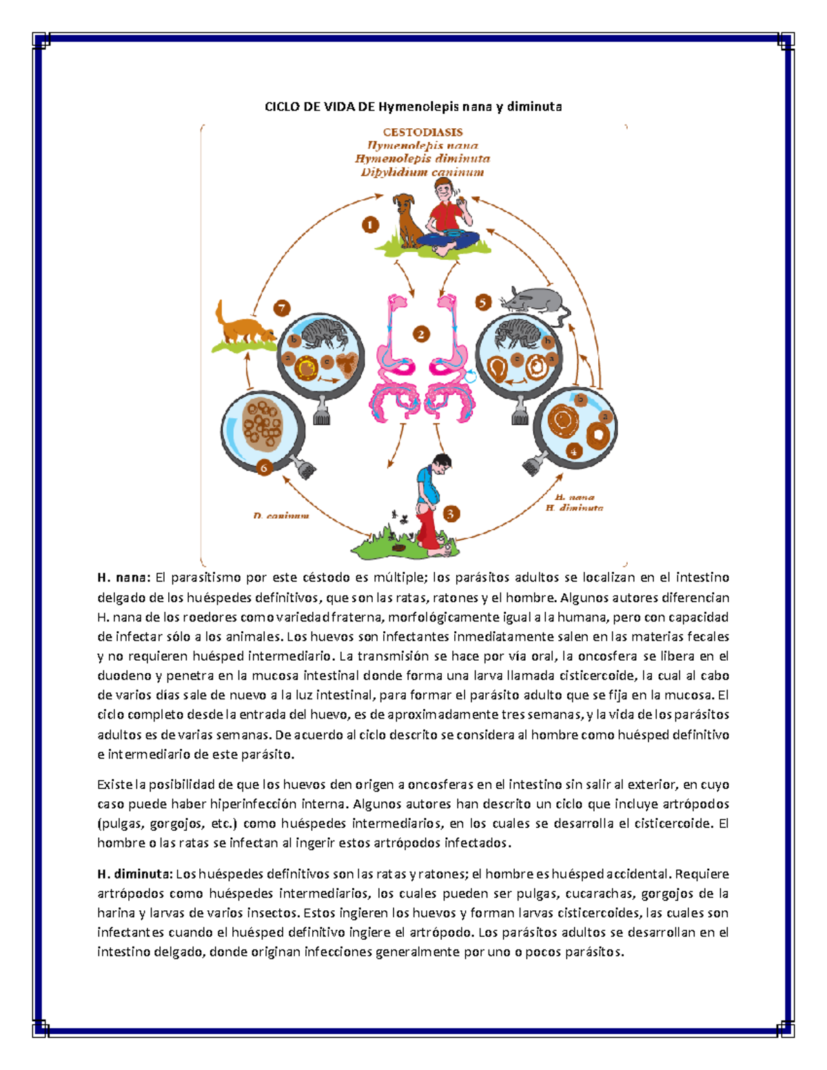 Ciclo de vida de los Parásitos Semana 14 CICLO DE VIDA DE Hymenolepis nana y diminuta H. nana Ciclo de vida de los Parásitos Semana 14 CICLO DE VIDA DE Hymenolepis nana y diminuta H. nana