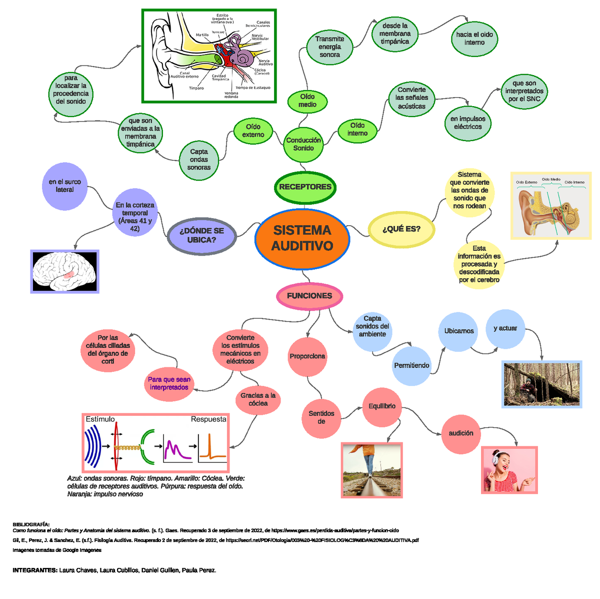 Mapa mental Sistema Auditivo - SISTEMA AUDITIVO ¿QUÉ ES? FUNCIONES  Permitiendo RECEPTORES Convierte - Studocu