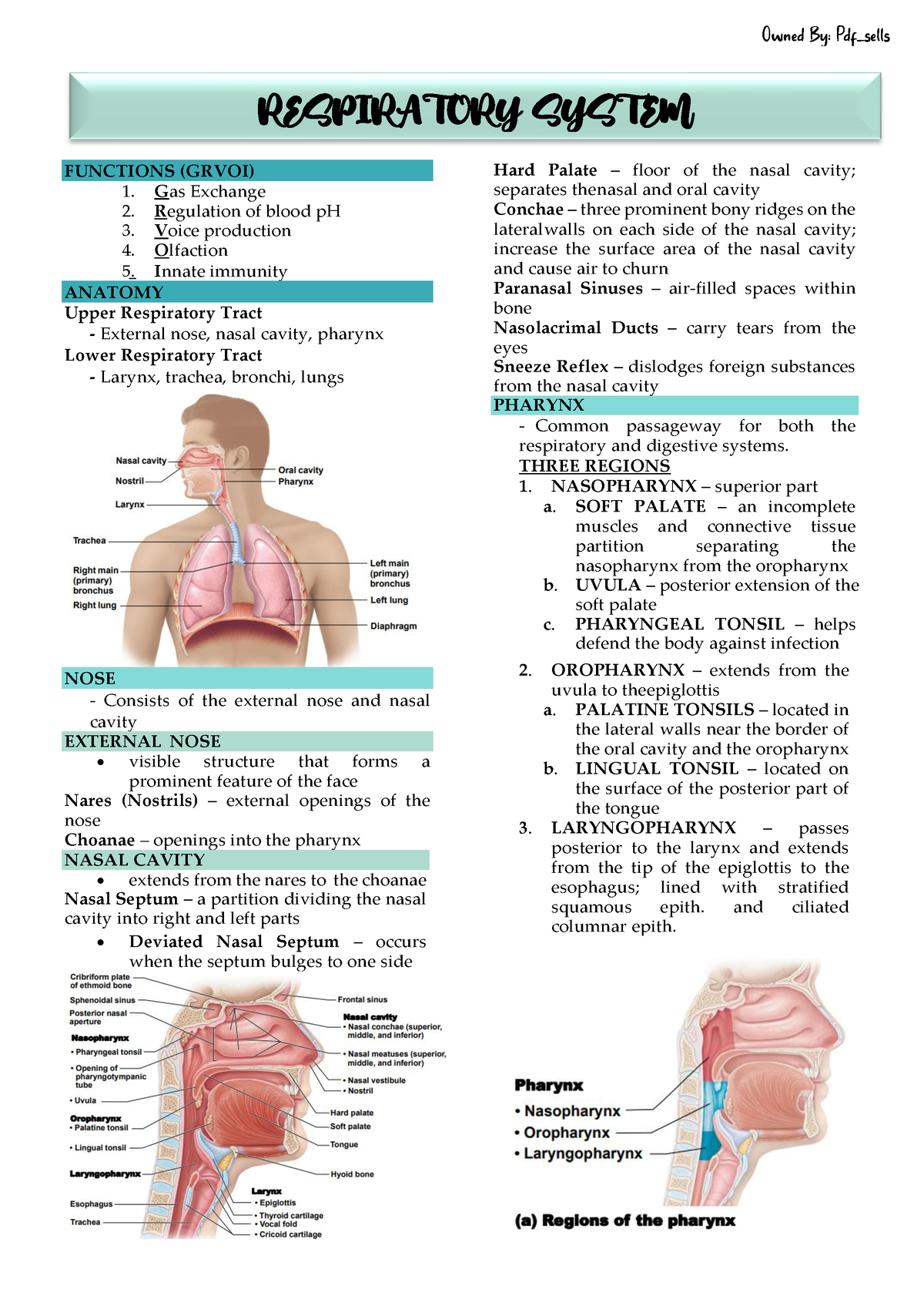 Respiratory System - FUNCTIONS (GRVOI) Gas Exchange Regulation of blood ...