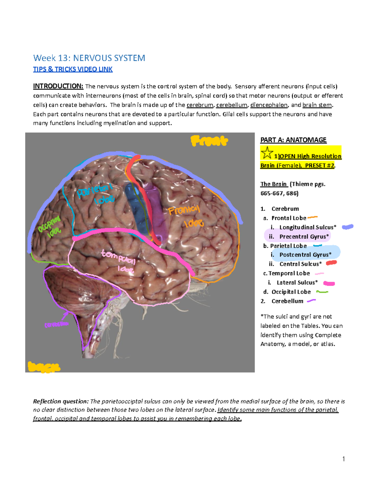 Week 13- Nervous System - Week 13: Nervous System Tips & Tricks Video 