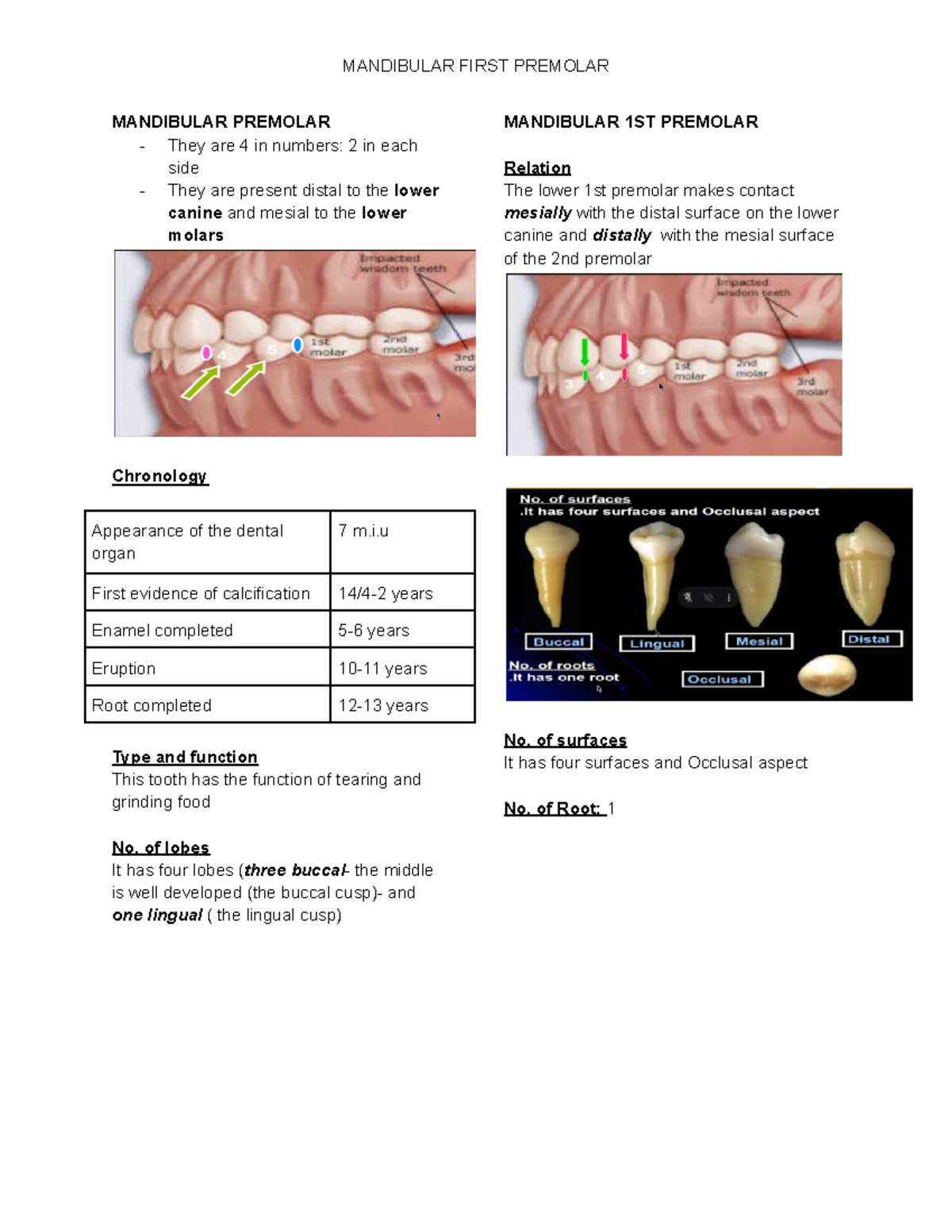 Oral-Anatomy-Mandibular-1st-Premolar - MANDIBULAR PREMOLAR They are 4 ...