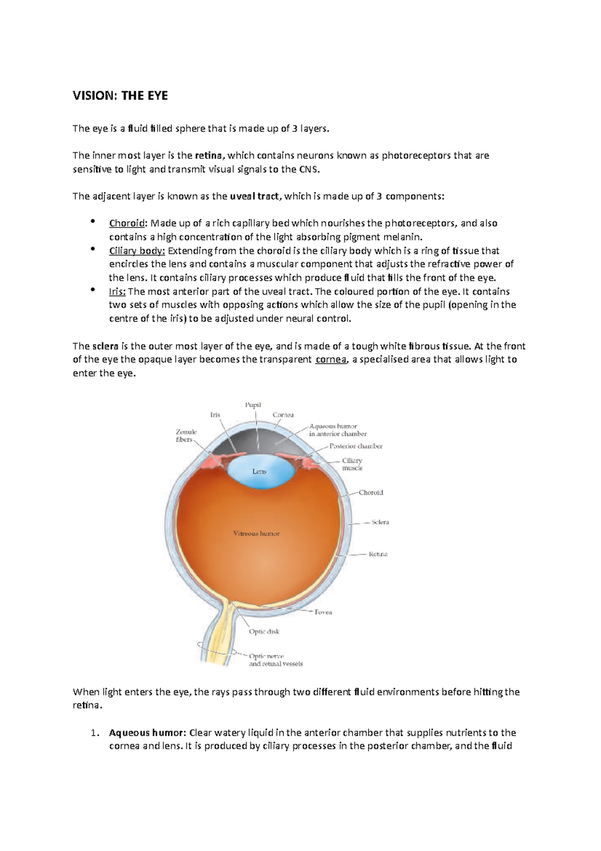 The eye - Fully detailed exam study notes, annotations from lecture and ...