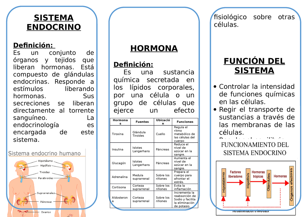 309966066 Triptico Sistema Endocrino - SISTEMA ENDOCRINO Definición: Es ...