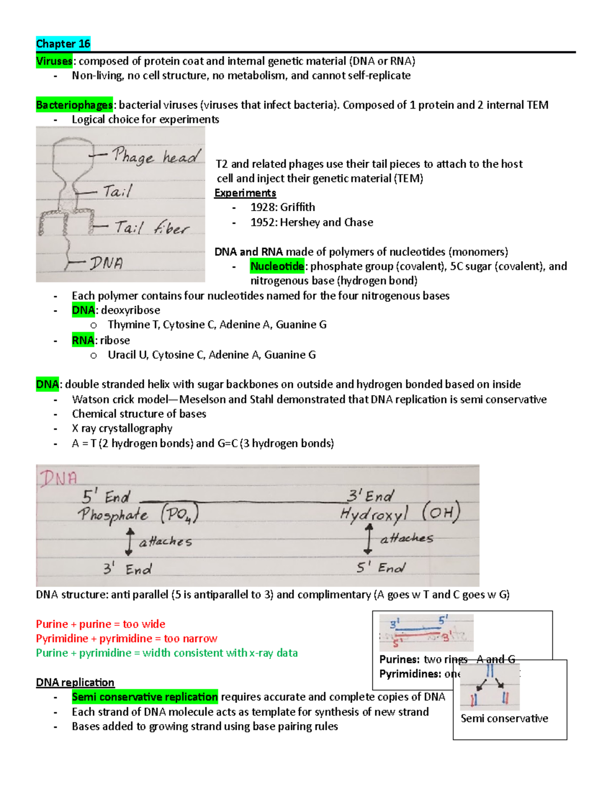 Exam 6 notes bio - Pam Thomas - Chapter 16 Viruses: composed of protein ...