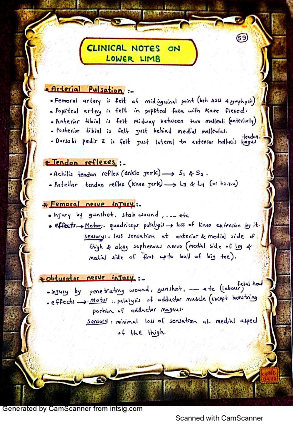 Clinical notes on lower limb - Anatomy 2 - Studocu