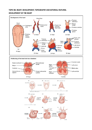 General- Histology - GENERAL HISTOLOGY BASIC TISSUES Epithelium ...