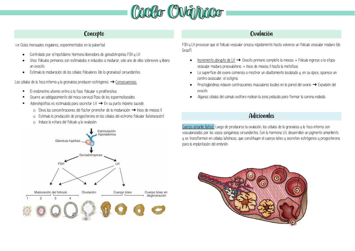 Ciclo Ovarico Concepto Ciclos Mensuales Regulares Experimentados En La Pubertad Controlado 