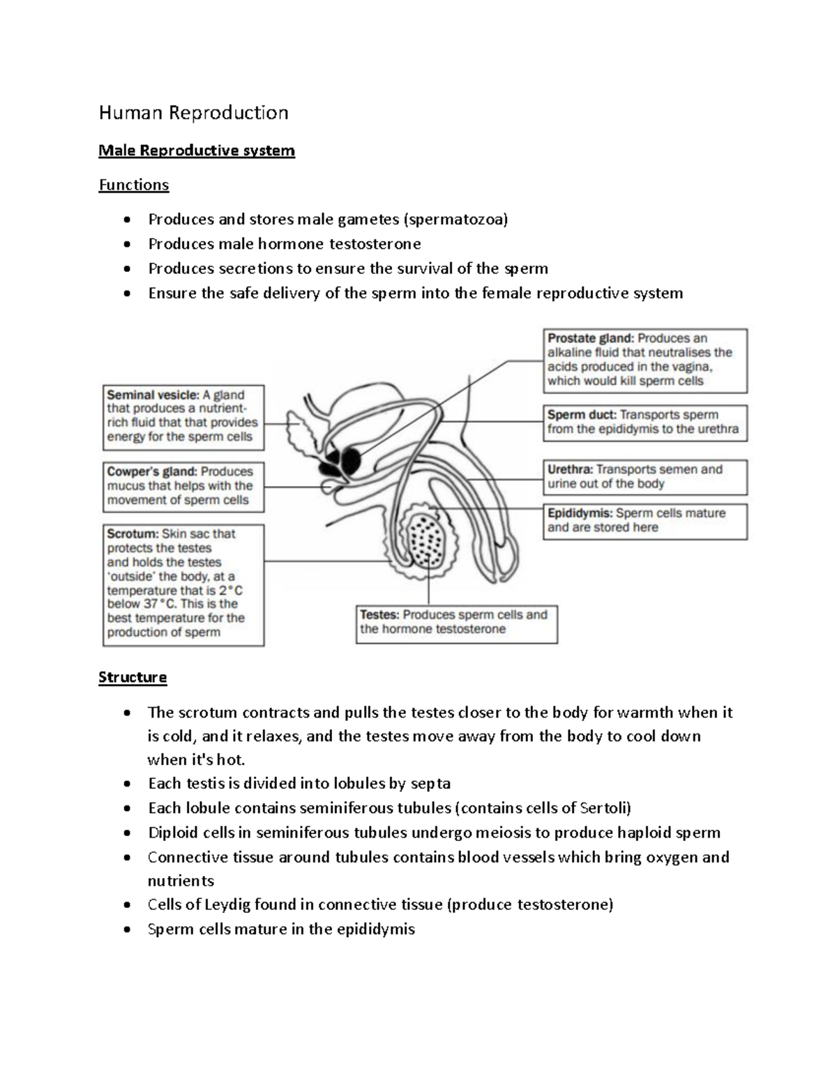 Human Reproduction - RESEARCH - Human Reproduction Male Reproductive ...