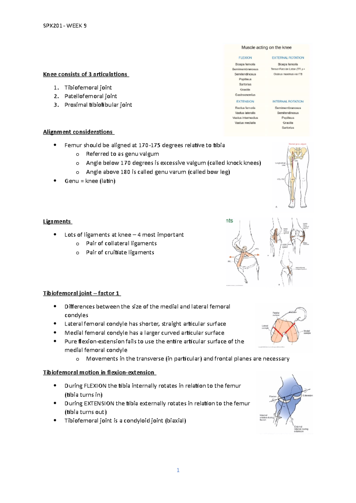 Week 9 lecture - knee - Knee consists of 3 ariculaions Tibiofemoral ...