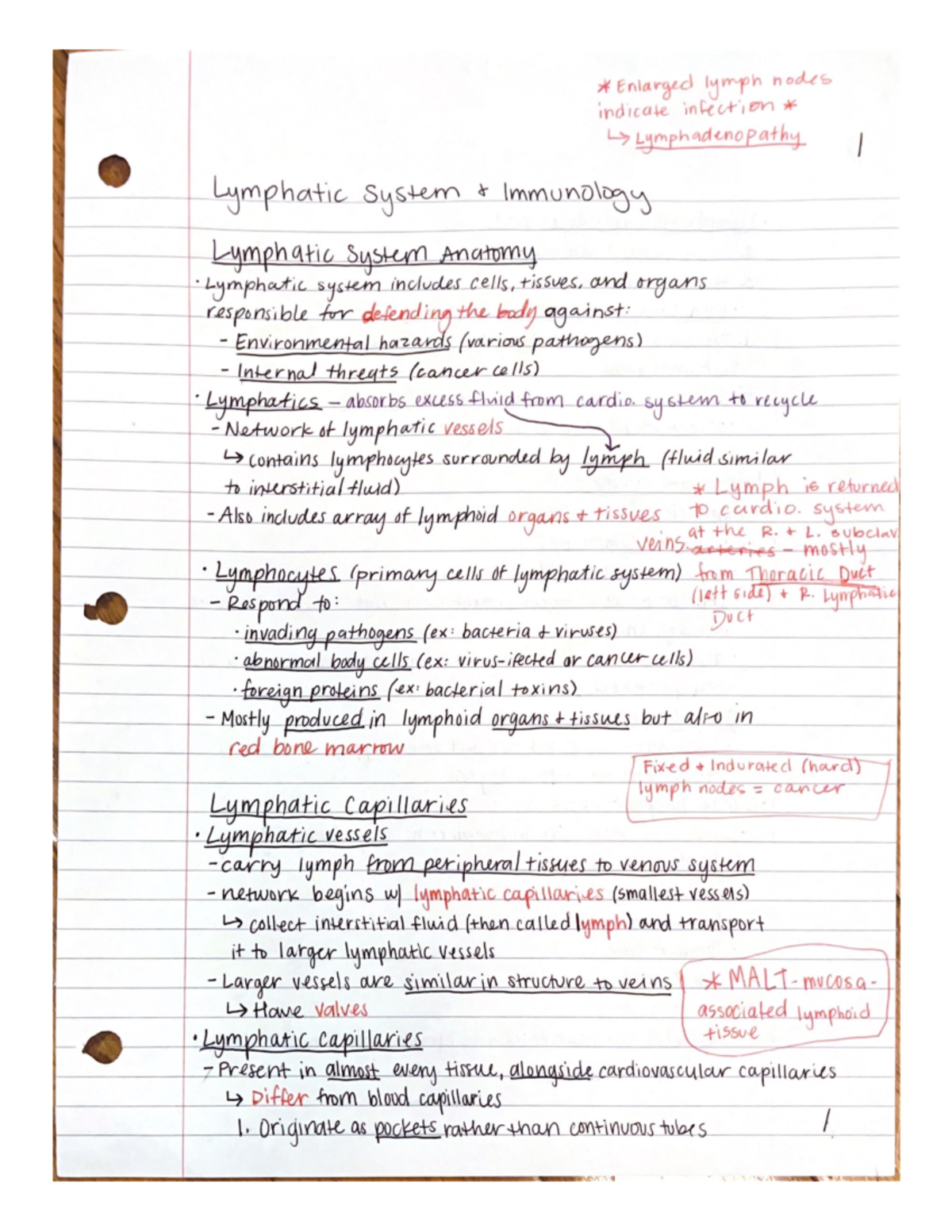 Cardio Notes: Lymphatic System - BIO 142 - Studocu