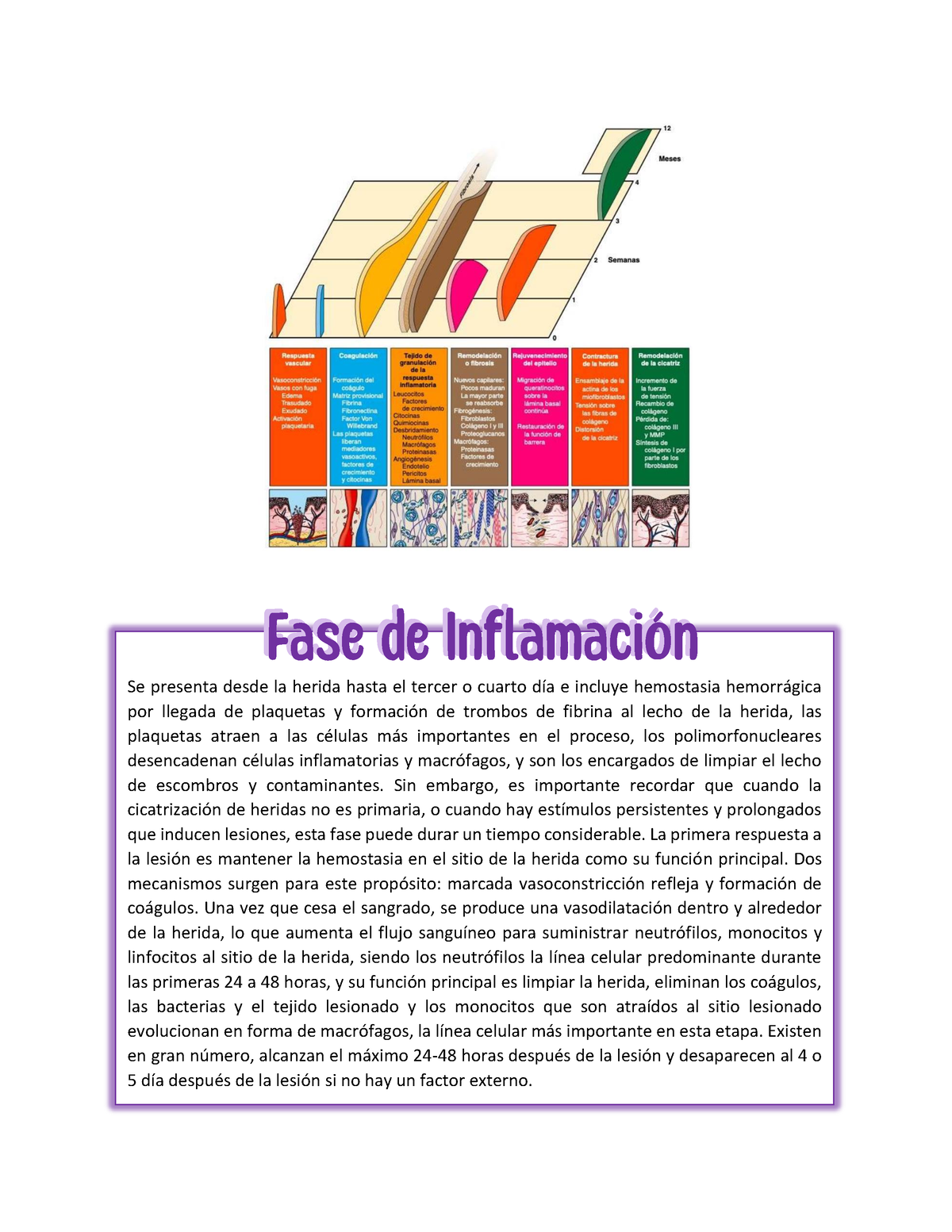 Fases Secuenciales Del Proceso De La Cicatrización - Se Presenta Desde ...