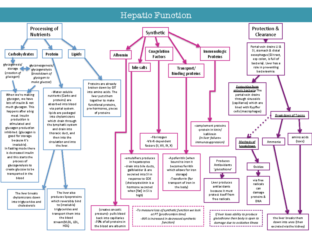 Liver functions - Hepatic Function Processing of Nutrients ...