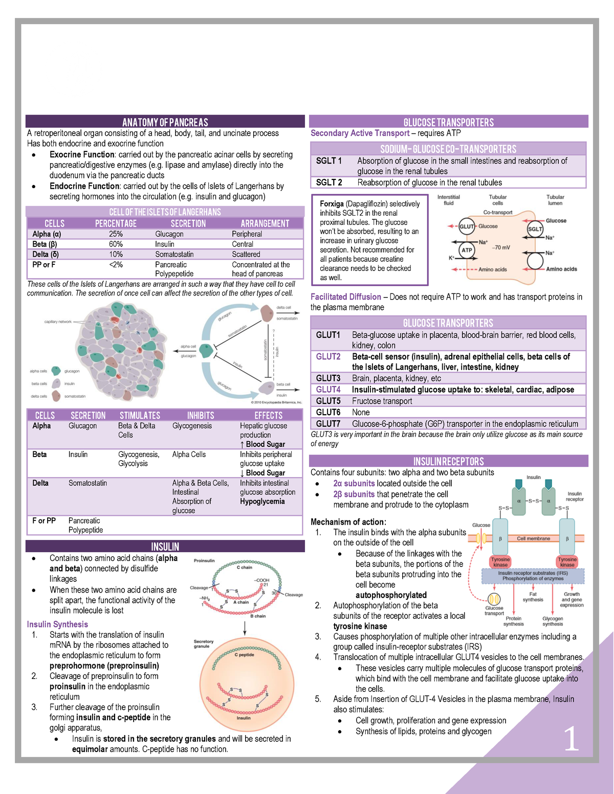 Physiology - Pancreas - PHYSIOLOGY B pancreas 2019 -2020 | SECOND