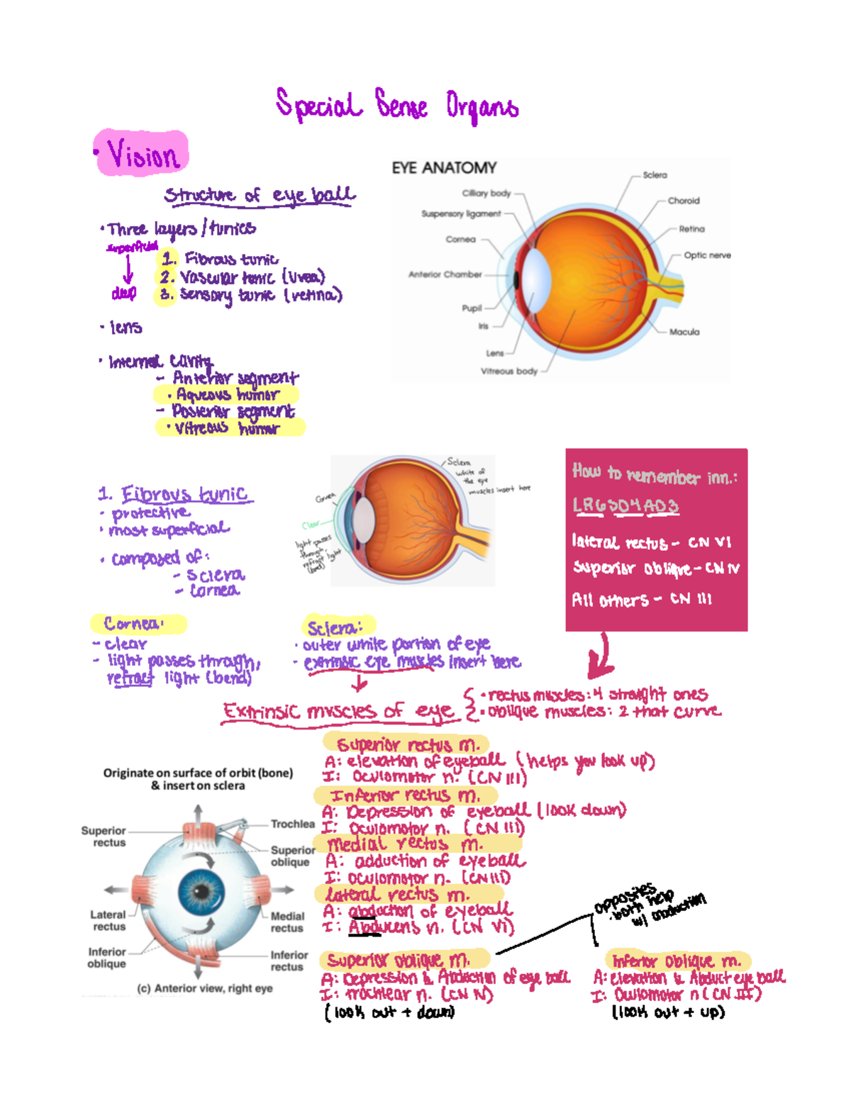 Special sense organs (vision) - Special Sense Organs Vision Three ...
