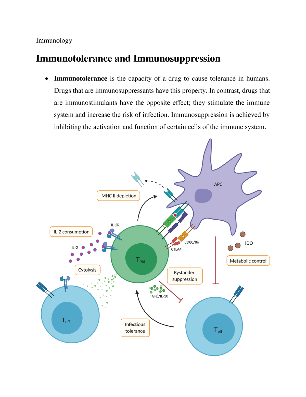 Immunotolerance And Immunosuppression - Immunology Immunotolerance And Immunosuppression - Studocu