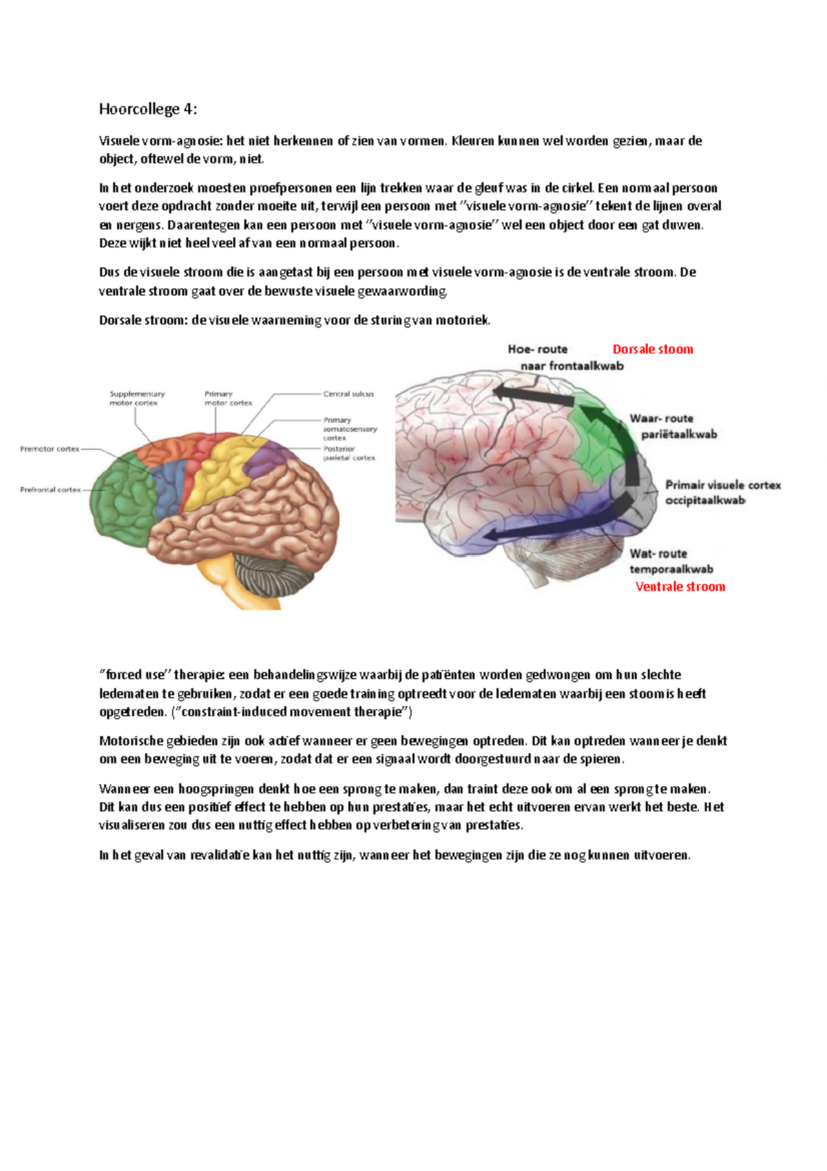 Hoorcollege 4 Sensomotorische Coördinatie 2021/2022 Dorsale Stroom ...