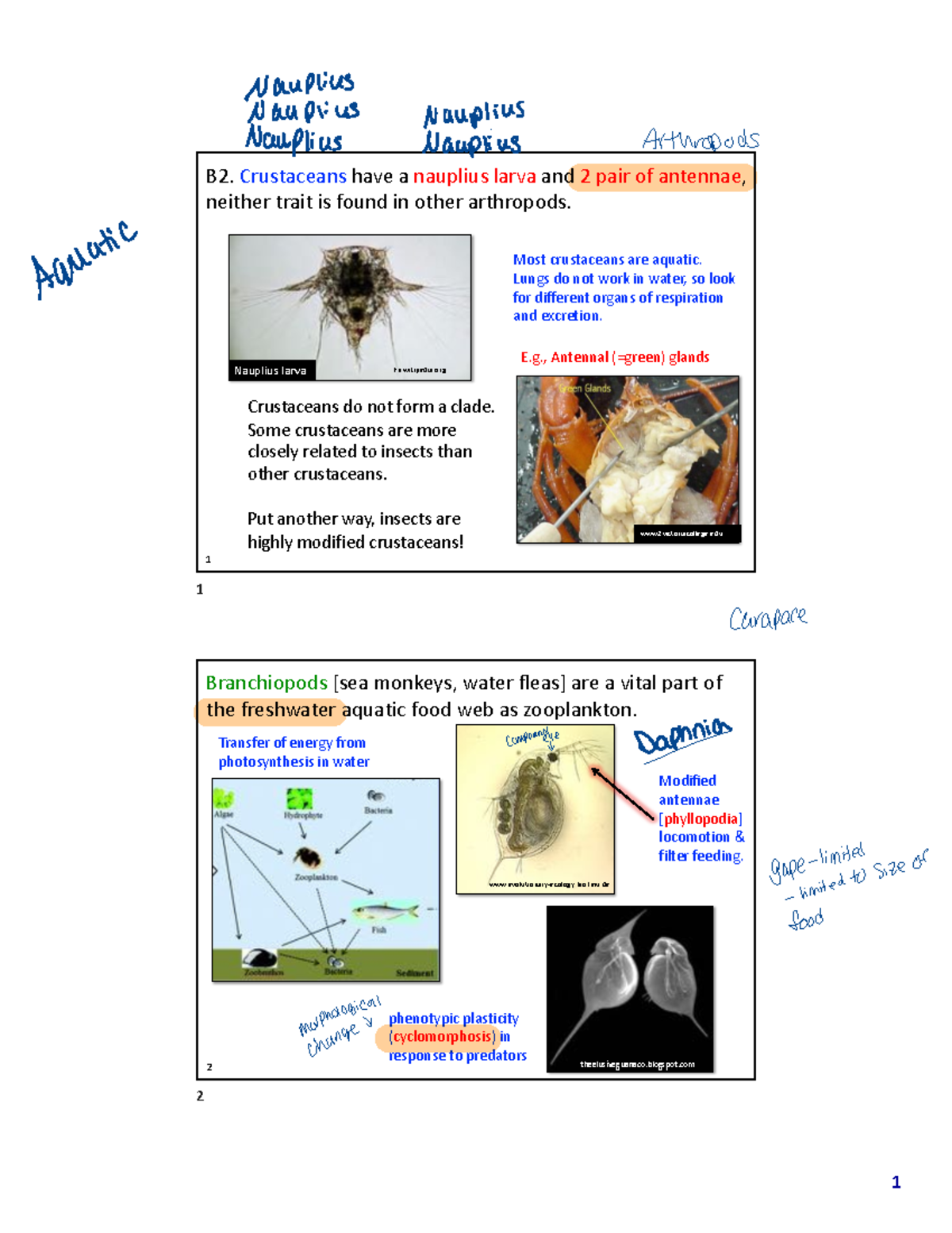 Ch 13 Arthropoda- Crustacea - 1 1 B2. Crustaceans Have A Nauplius Larva ...