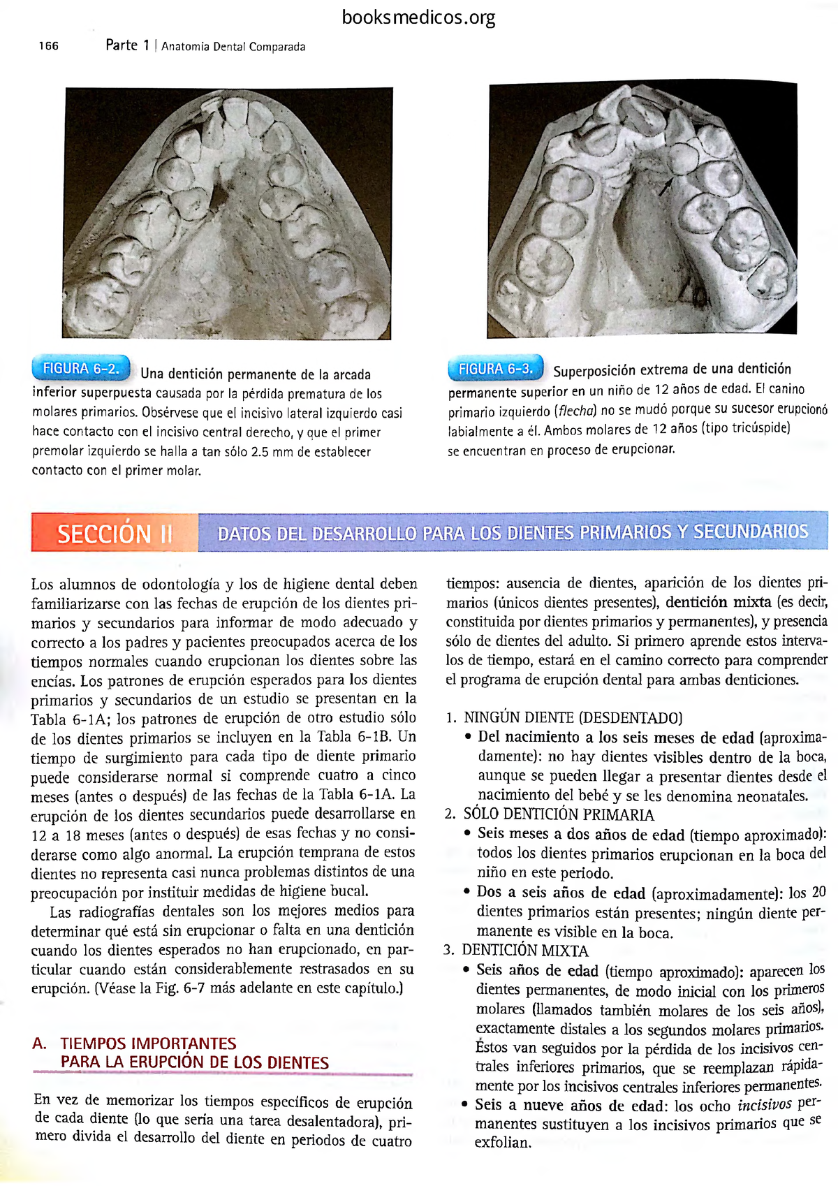 Woelfel Anatomía Dental - 166 Parte 1 | Anatomía Dental Comparada In Fe ...