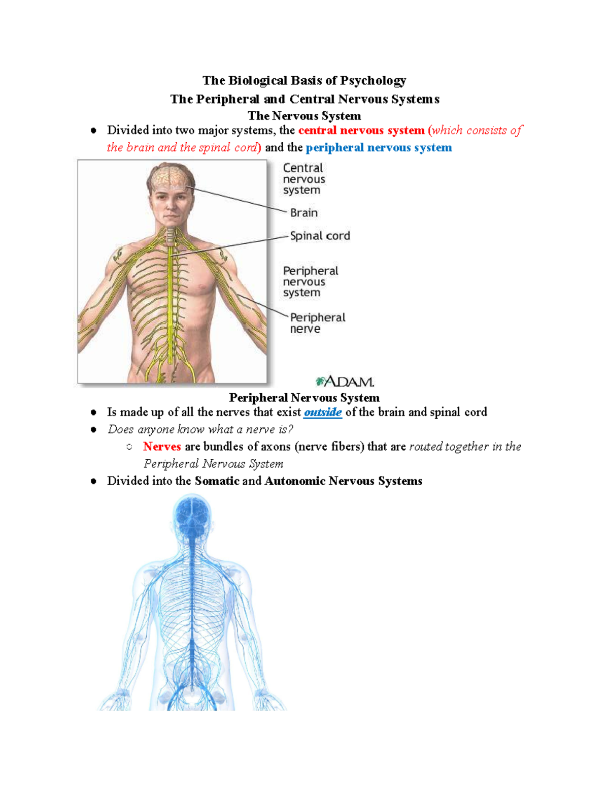 Module 3 - The Biological Basis Of Psychology Part 2 - The Biological ...