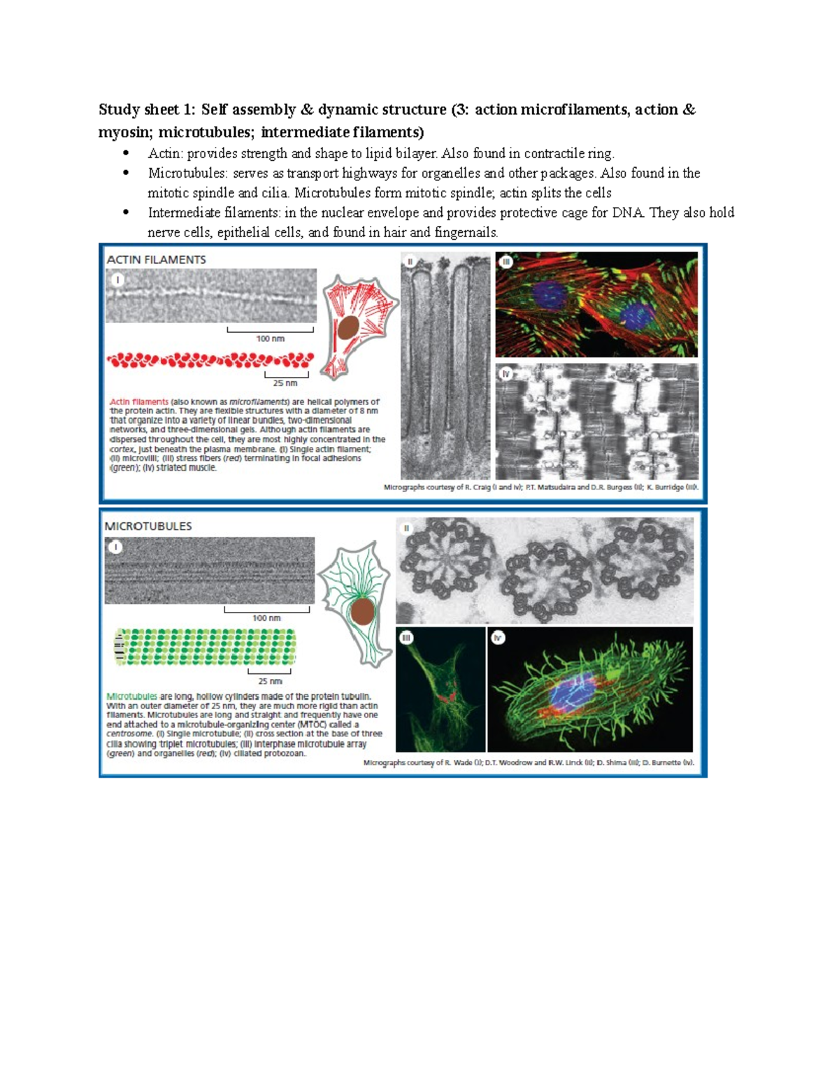 Module 5 cytoskeleton Yu Wang - Study sheet 1: Self assembly & dynamic ...