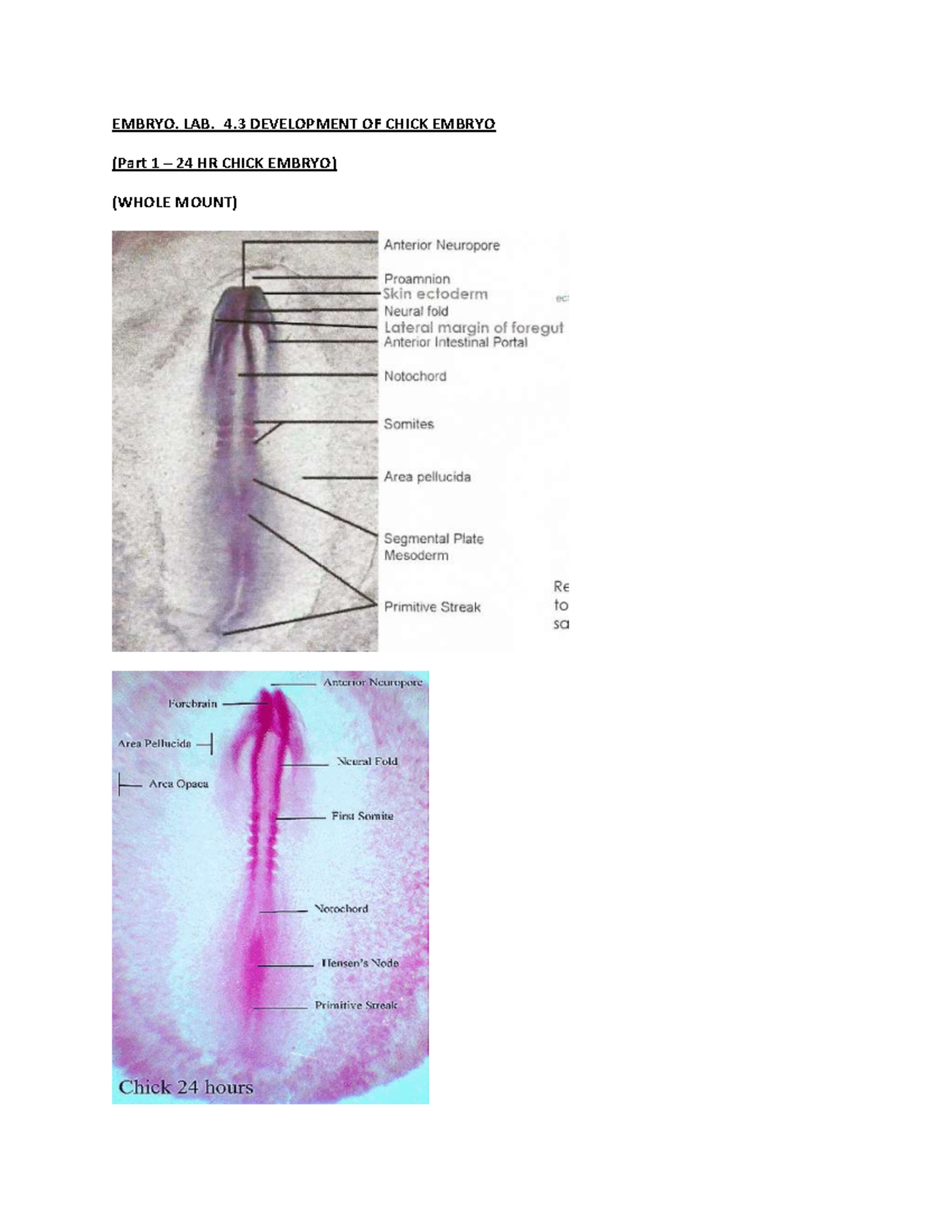 24 hours Chick embryo - EMBRYO. LAB. 4 DEVELOPMENT OF CHICK EMBRYO ...