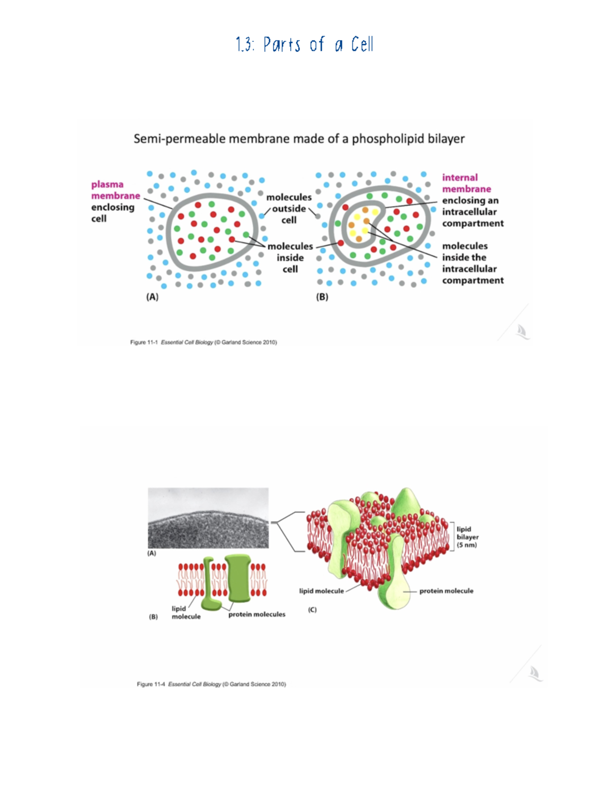 Module 1.3 - 1 - Lecture Notes Mod 1 - BIOD 171 - 1: Parts Of A Cell 1 ...