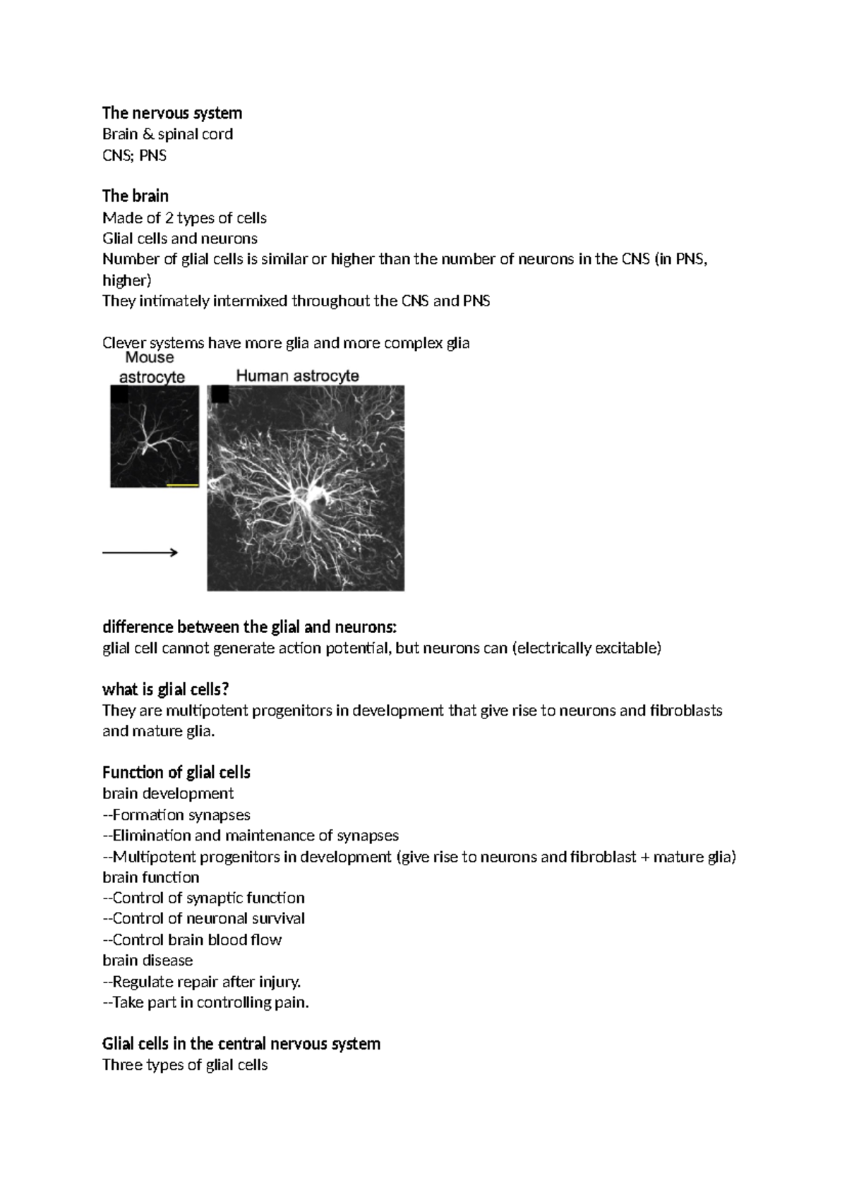 Basic properties of neurons and glia - The nervous system Brain ...