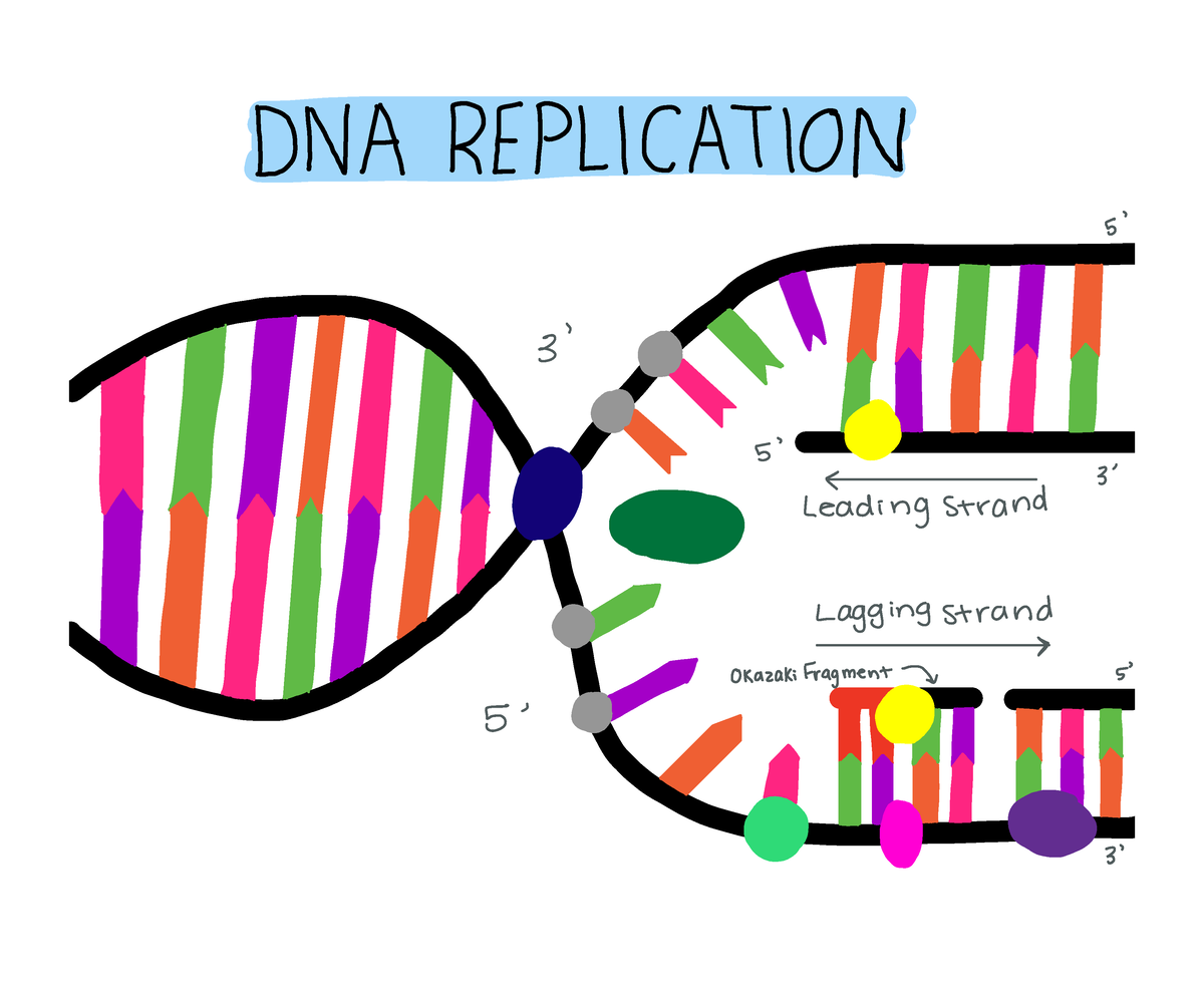 DNA Replication Proposal - DNA REPLICATION 5 tighainuriiii C 3 By j t ...