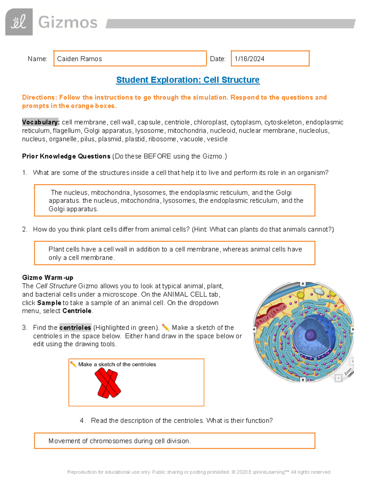 Copy of Student Exploration Cell Structure Gizmo - Name: Caiden Ramos ...