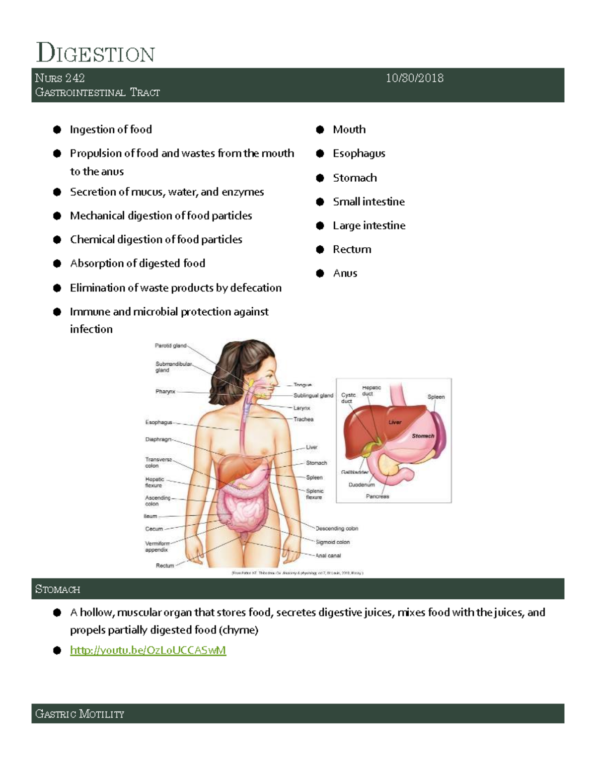 Digestion - Practice sheet and in-class notes - DIGESTION NURS 242 10 ...