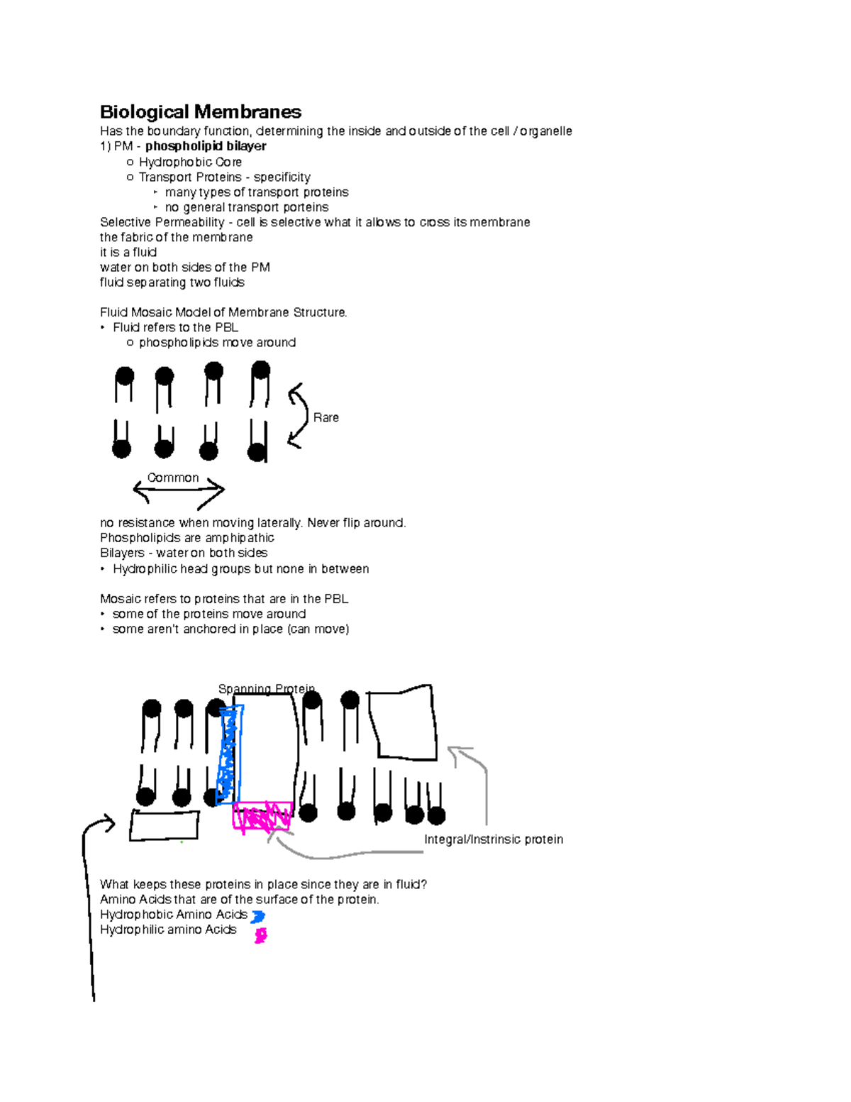 BIO100 - Biological Membrane - Biological Membranes Has The Boundary ...