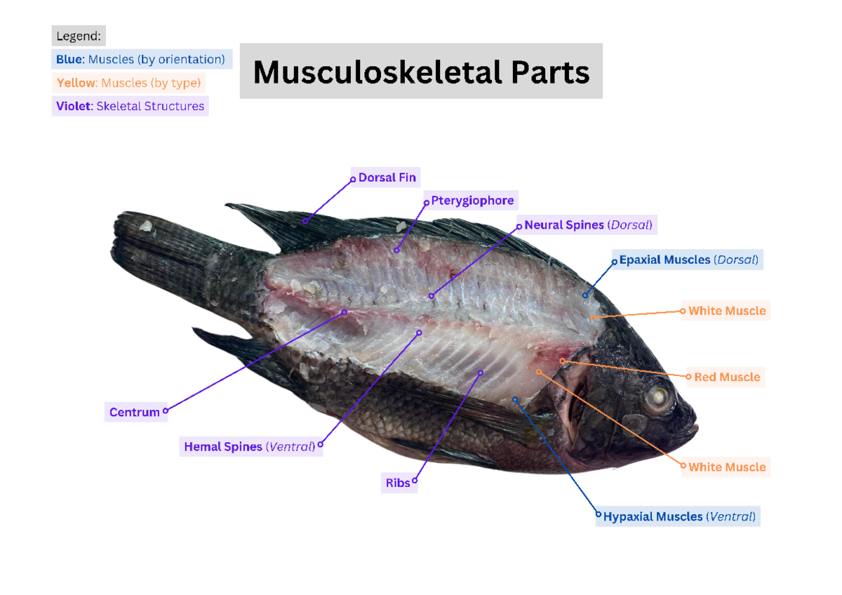 Tilapia Musculoskeletal Parts Diagram - Comp Vert Anatomy Lab - Studocu