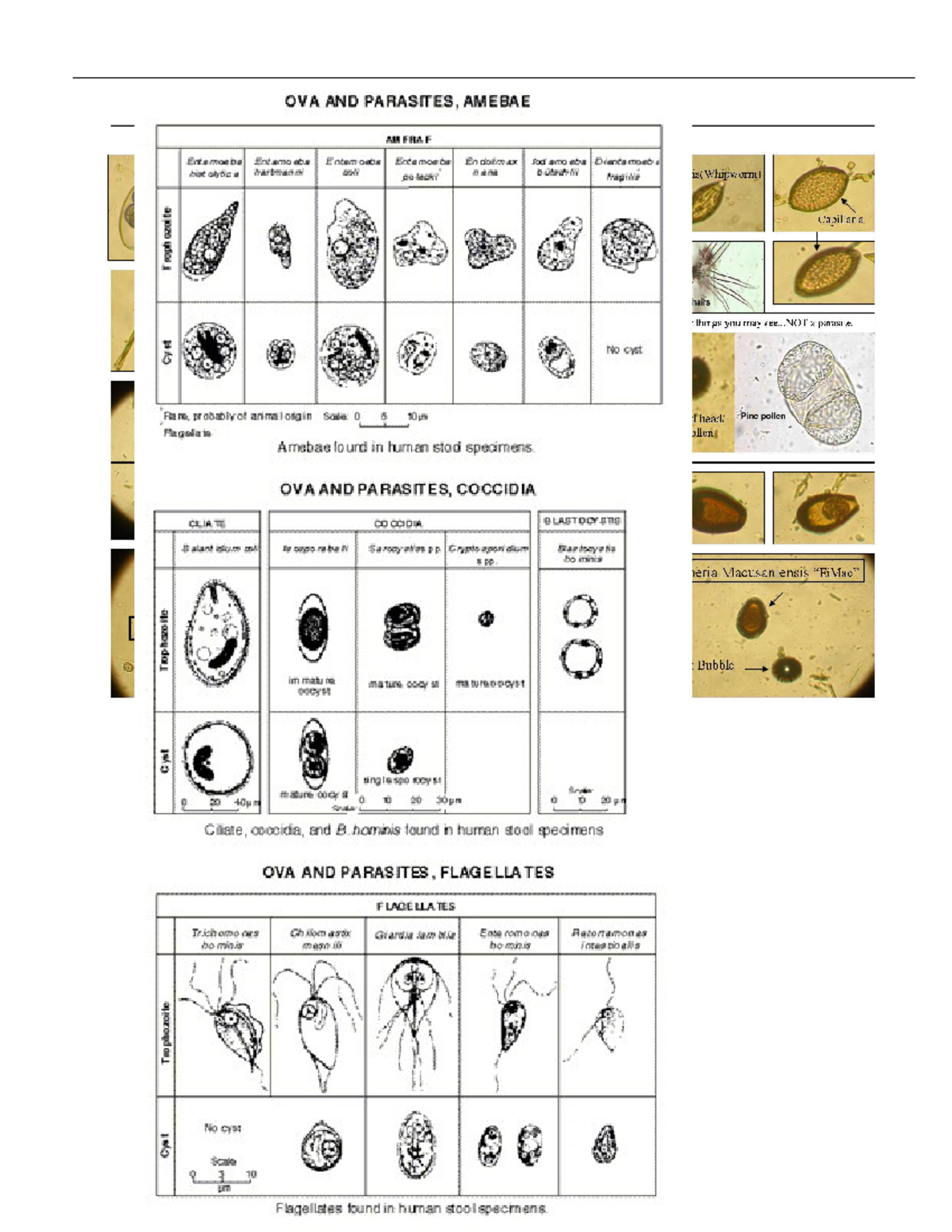 Atlas - OVA AND PARASITES, AMEBAE ASS FRA F Entamoaba Entamoaba Entern ...
