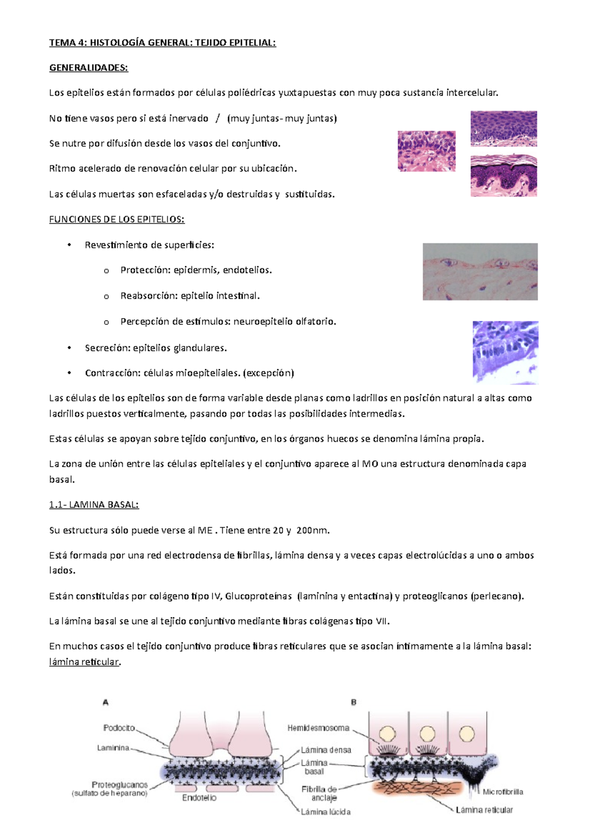 Tema 4 Apuntes 4 Tema 4 HistologÍa General Tejido Epitelial Generalidades Los Epitelios 0956