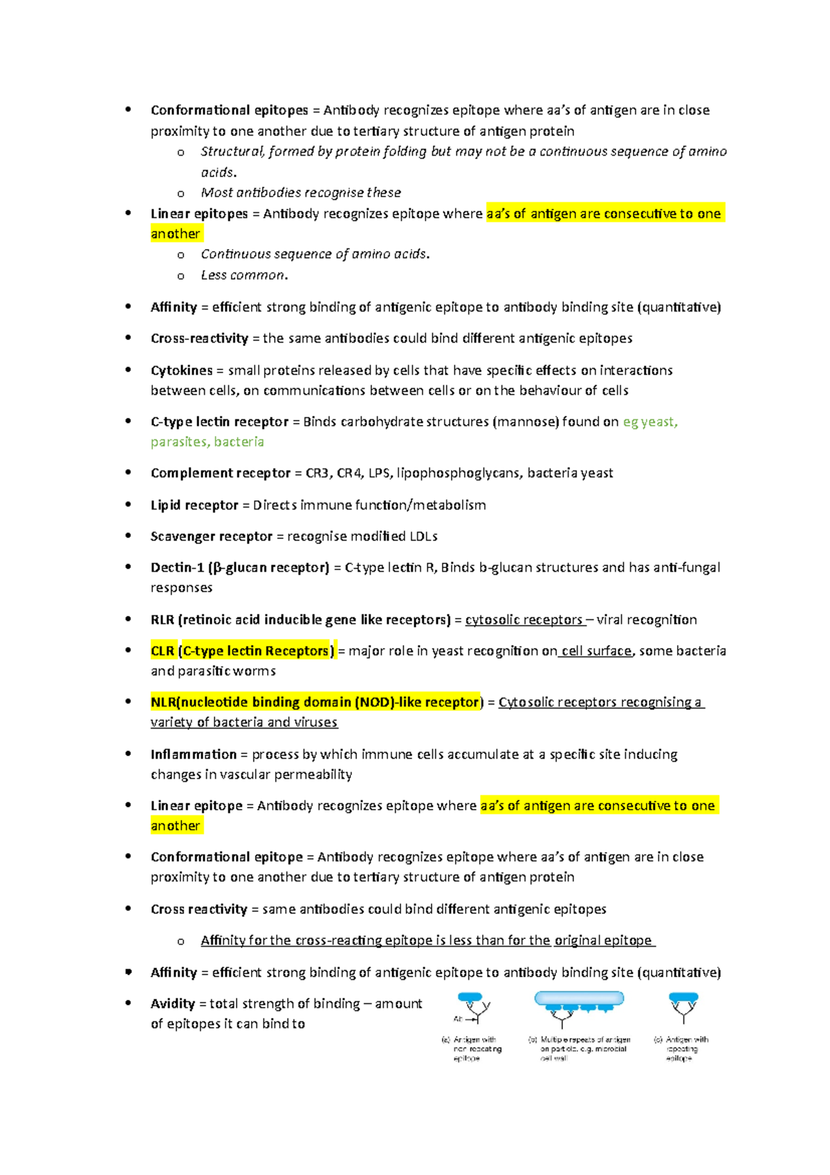 Immunology vocab Conformational epitopes = Antibody recognizes