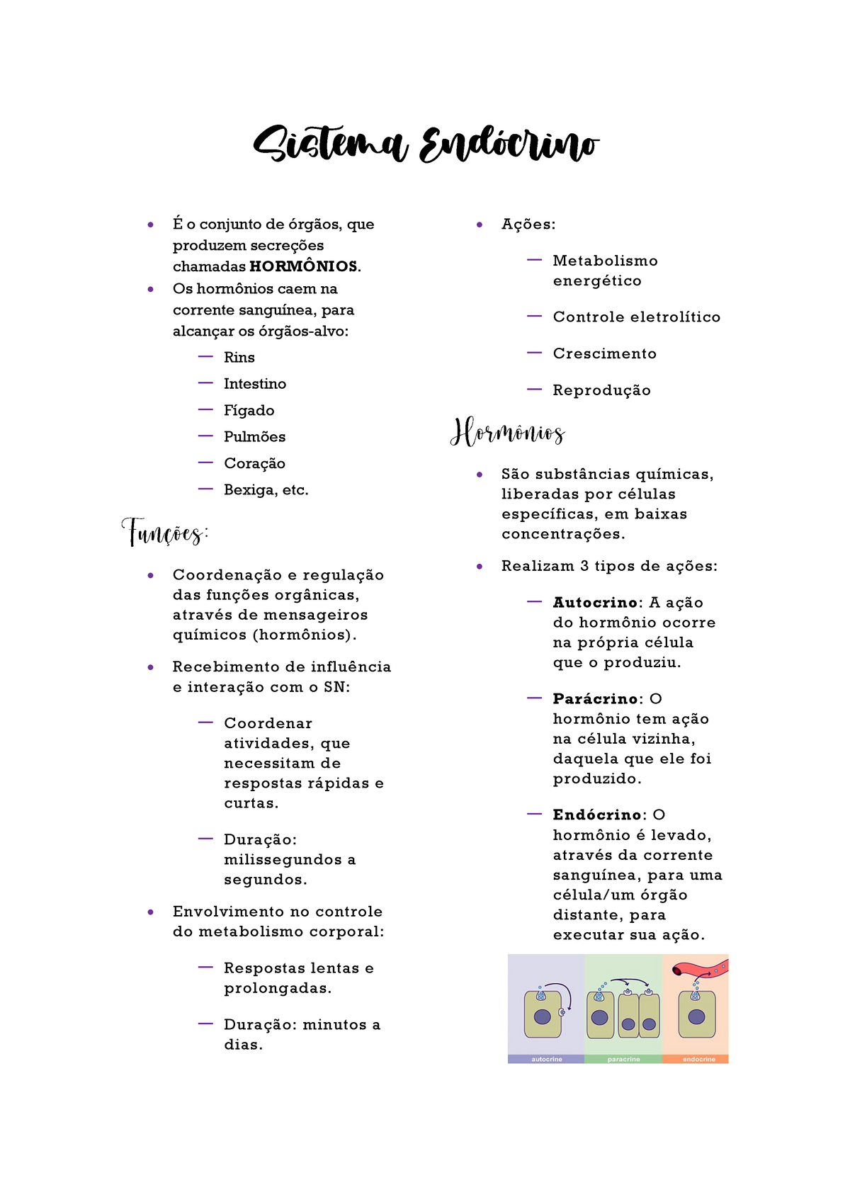 Sistema Endocrino Anatomia Studocu