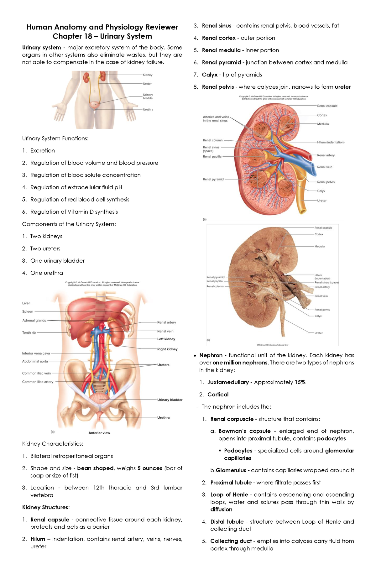 Transes U18 Urinary System - Human Anatomy and Physiology Reviewer ...