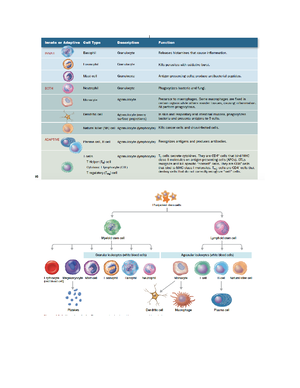 Differences between Primary and Secondary Immune Response - Differences ...