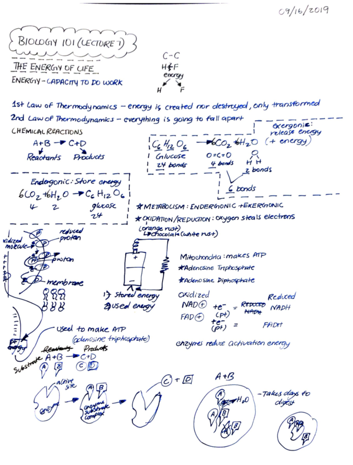 Biology 101 (Lecture 7) 09/16/ mm &BIOLOGY 101(LECTURE 7 3 THE