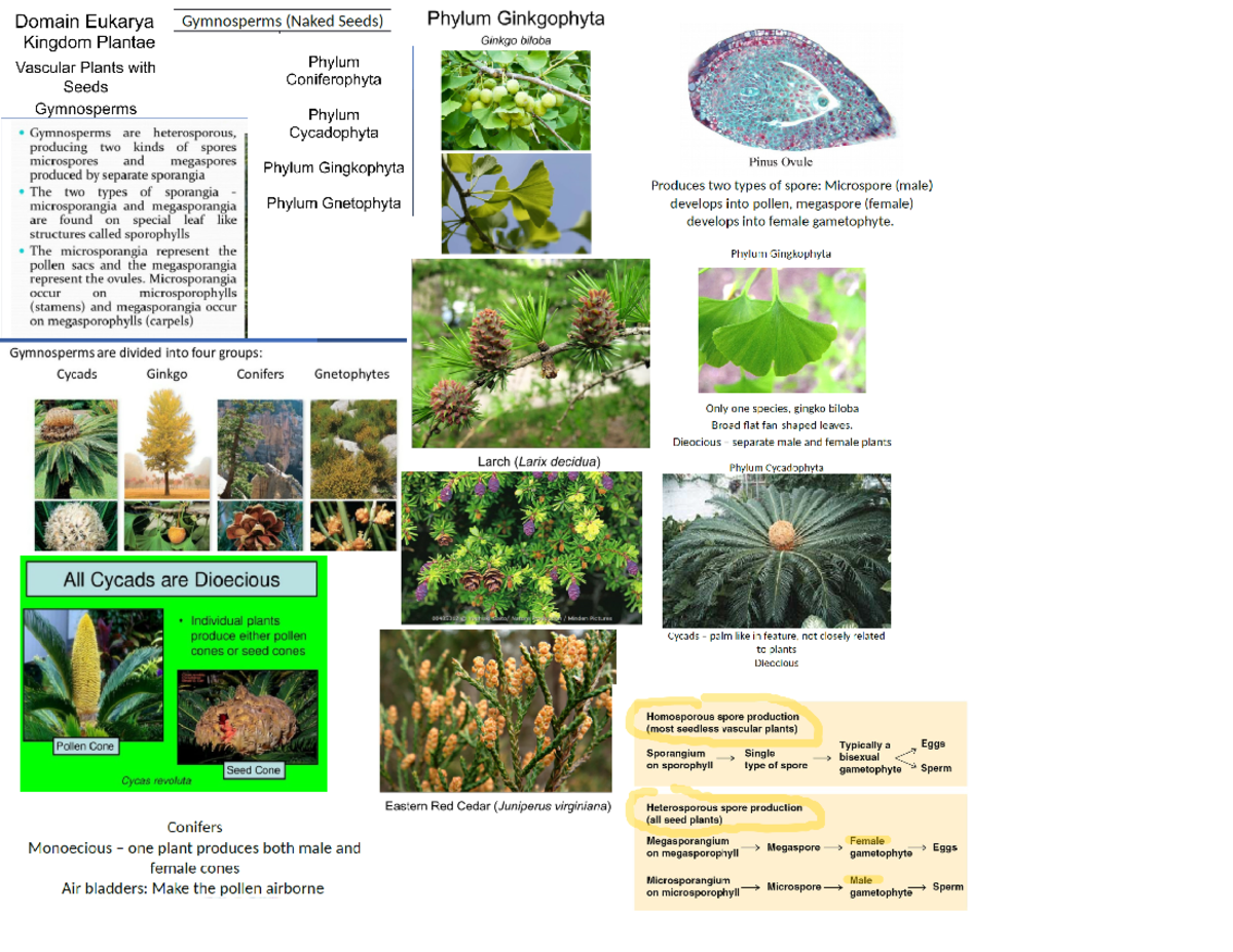 4 Gymnosperms study guide BSC1011L Studocu