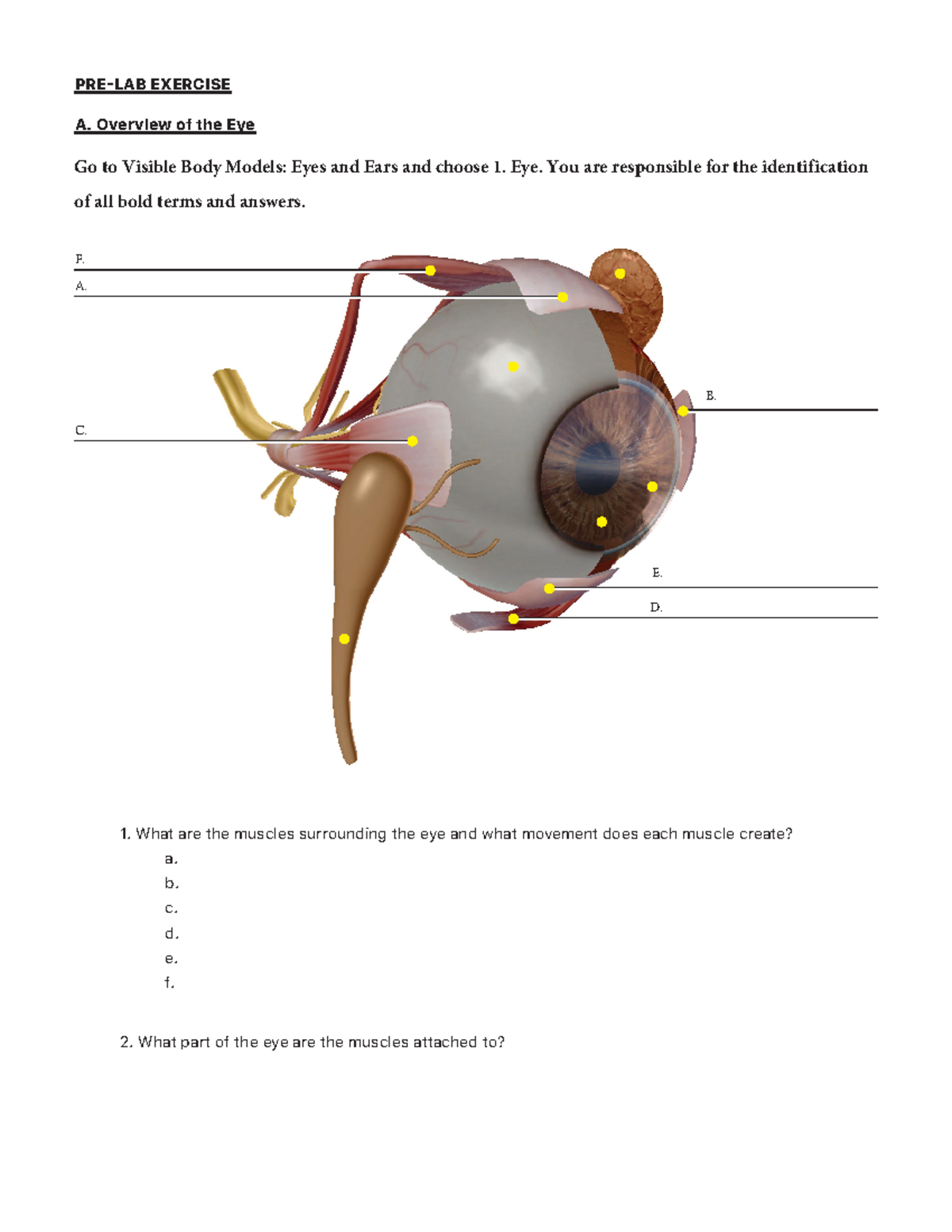 eyes-and-ear-worksheet-what-are-the-muscles-surrounding-the-eye-and