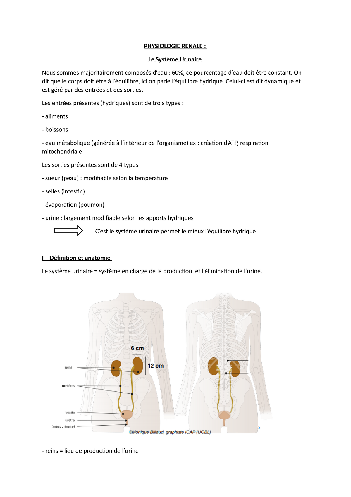 Cm Physio Rénale Intégralité Des Cm Physiologie Renale Le Système Urinaire Nous Sommes 3936