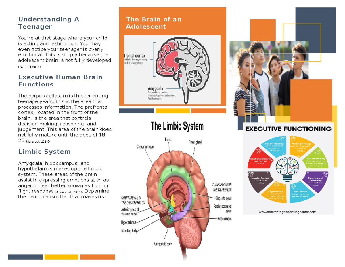 The Adolescent Brain - Understanding A Teenager You’re at that stage ...