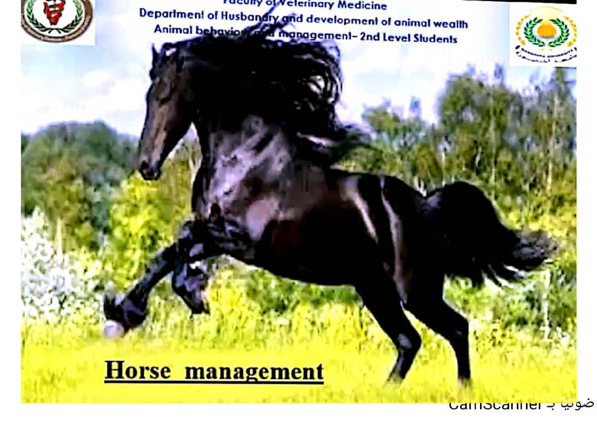 Stallion Behavior And Management – CEVFQ