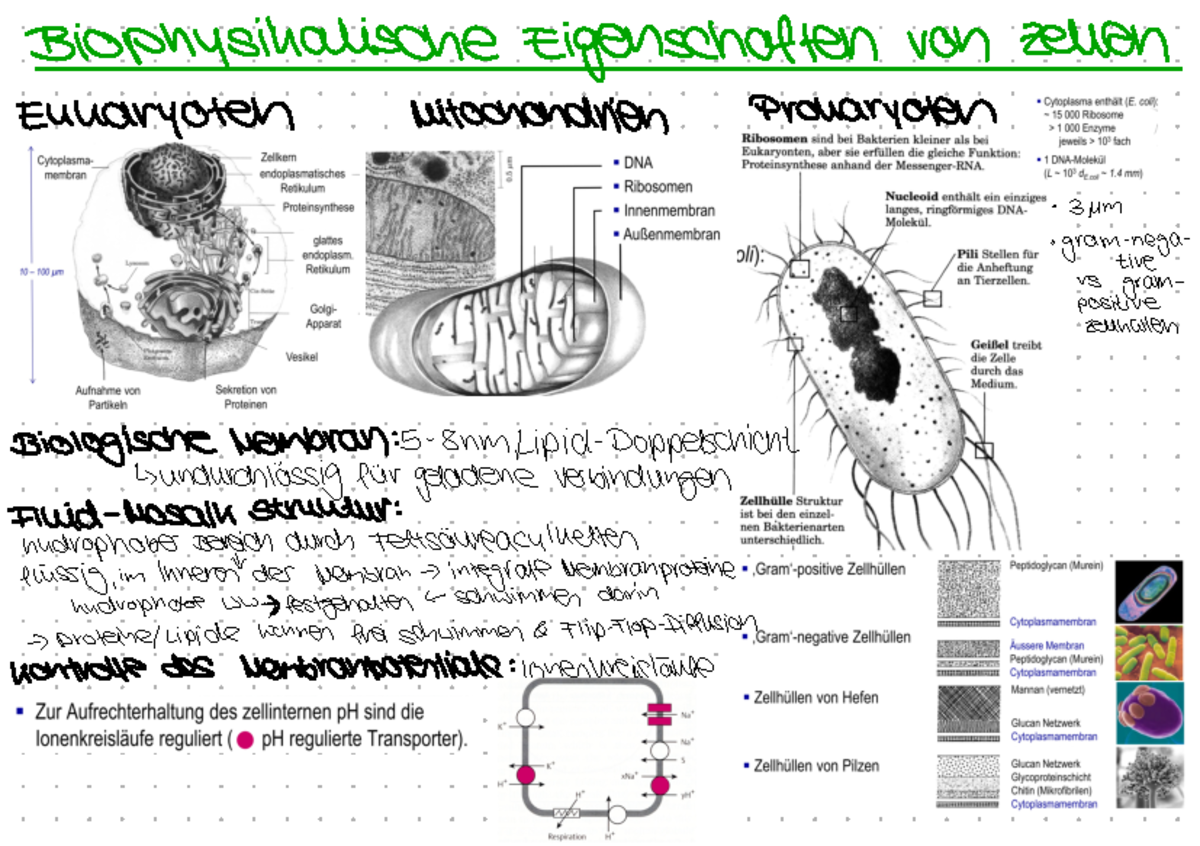 Vorlesung 3 - Kapitel3 - Biophysikalische Eigenschaften Von Zehen ...