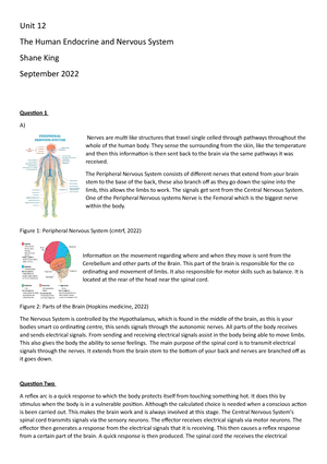 Peripheral Nervous System: What It Is and How It Works