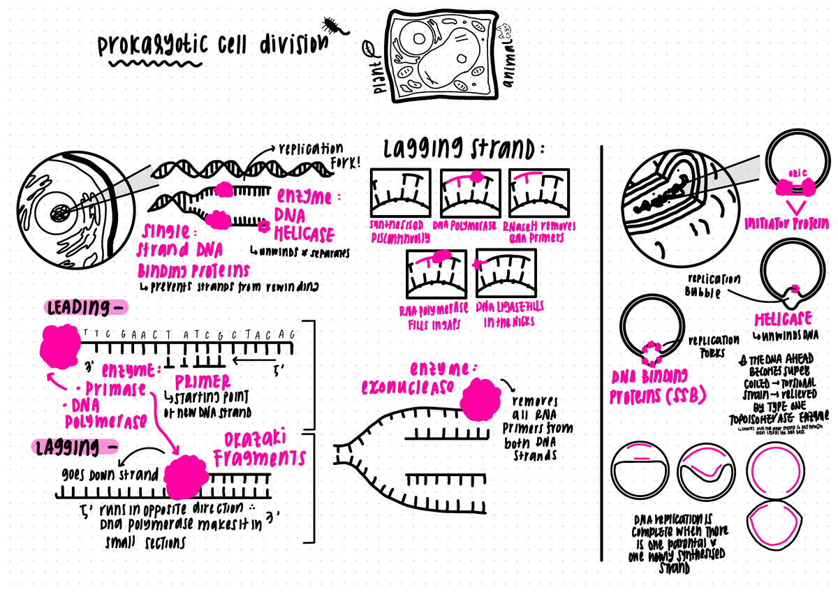 BIOL10002 - · * E * Pryotic Cell Division F & · Lagging Strand : ↑ ...