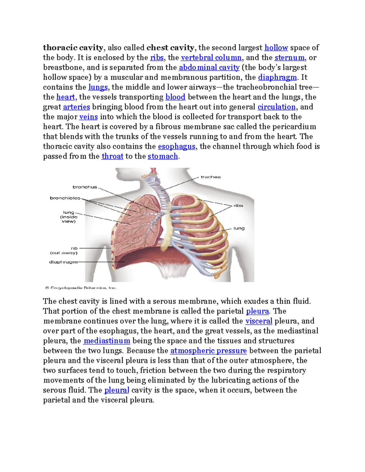 123 VDGRGNFJNDKJGNRS thoracic cavity, also called chest cavity, the