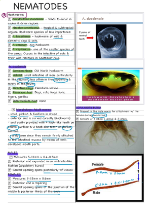 Parasitology- Cestodes - CESTODES GENERAL CHARACTERISTICS ...