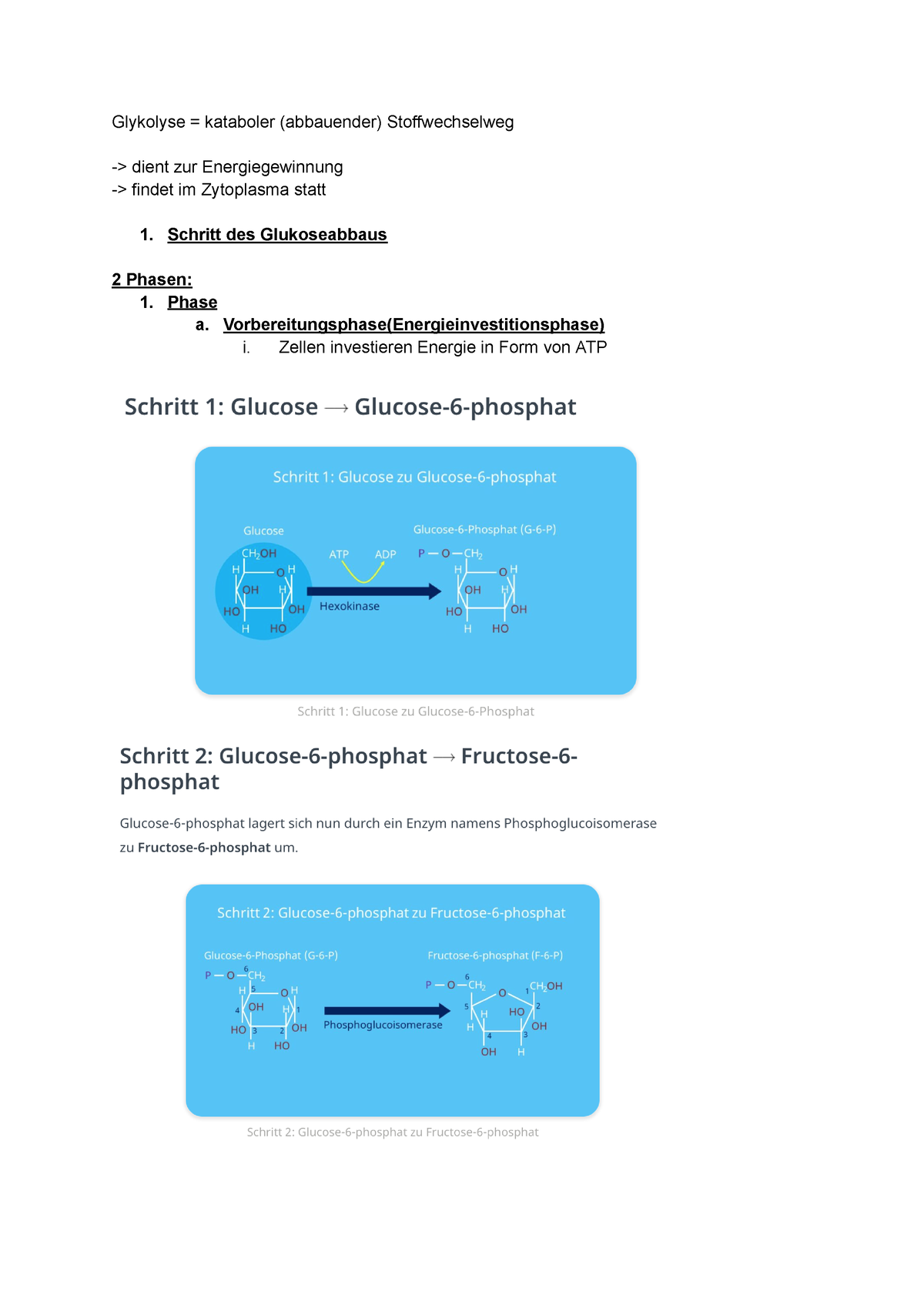 Glykolyse - Grundlagen Der Biochemie - TUM - Studocu